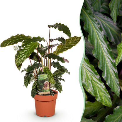 Samt-Korbmarante Calathea rufibarba, Topf Ø17cm