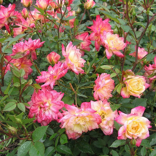 Green boutiQ - Gartenrose - Rosa Tricolor Fairy - Rose - Winterhart - Gelb-Rosa - 3 Pflanzen - Topf 12cm - Höhe 20-25cm 