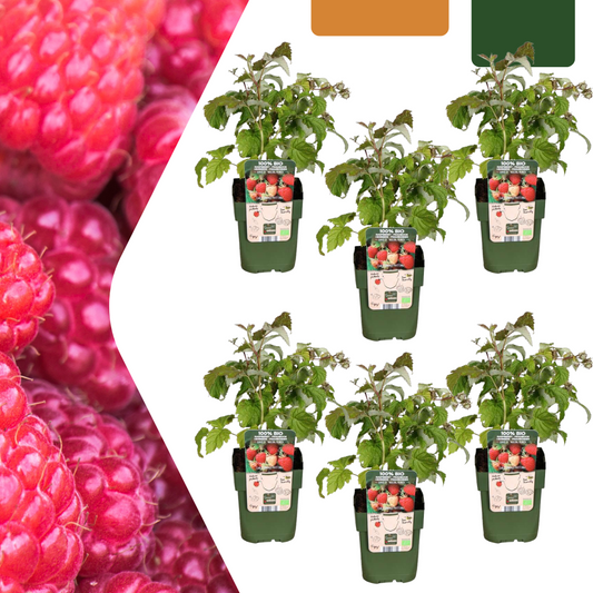 Rubus idaeus – Bio-Himbeere – Ø13cm – ↕20cm – 6 Pflanzen – Biologische Himbeerpflanzen – Für Garten, Balkon & Terrasse