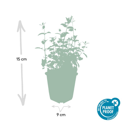Katzenminze - Nepeta 'Six Hills Giant' - ↕10-25cm - Ø9cm - 6 Pflanzen – Lila-blühende Staude – Bienen & Schmetterlinge – Sonnig & Pflegeleicht