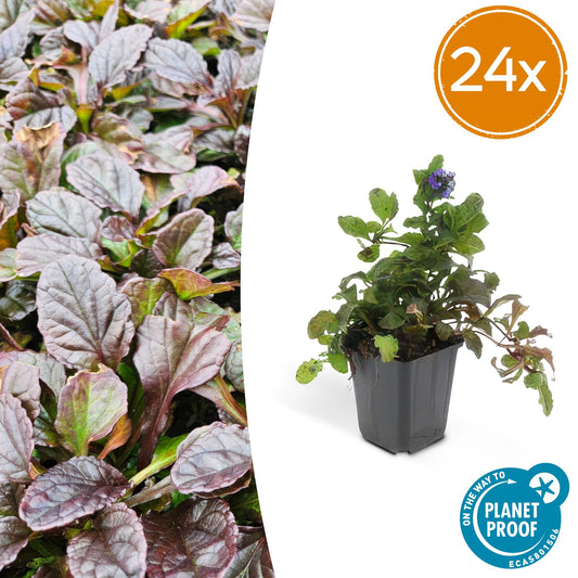 Ajuga reptans – Kriechender Günsel Ø9cm – Höhe 10-25cm – Bodendecker für Halbschatten & Schatten – Blauer Blütenteppich – 24 Pflanzen