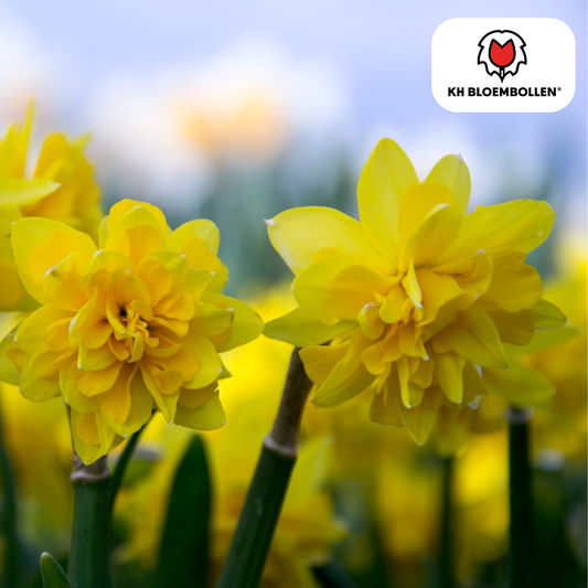 Narzisse Tête de Luxe – 25 Blumenzwiebeln – luxuriöse Mini-Narzisse – frühe Blüte – gelb – Blumenzwiebeln für Garten, Beet & Kübel 