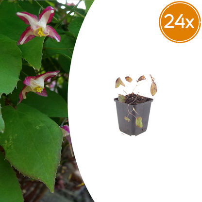 Elfenblume Epimedium rubrum – 24 Pflanzen– 10-25cm – Ø9cm – Winterharte Schattenstaude mit rotrosa Blüten – Bodendecker für Garten & Gehölzrand