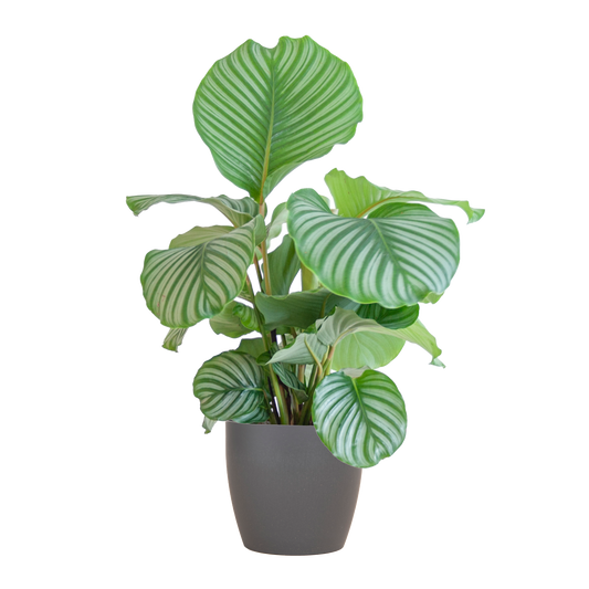Korbmarante - Calathea Orbifolia mit Viber Grau - Zimmerpflanze - 65cm - Ø21cm