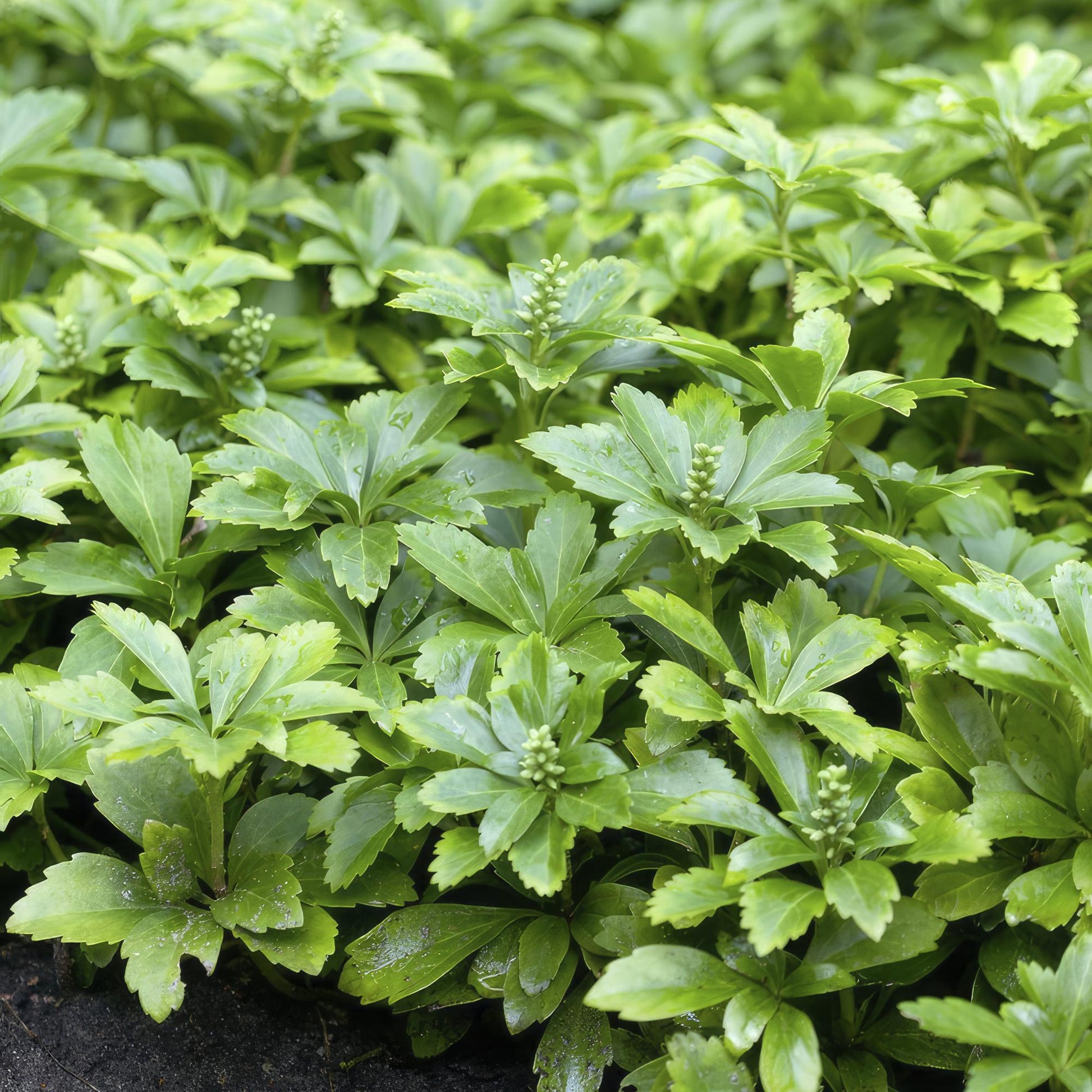 Pachysandra terminalis 'Green Carpet' – immergrüner Bodendecker – 48 Pflanzen – weiße Blüten – Ø9cm – ↕10–25cm – schattenverträglich – pflegeleicht – unkrautunterdrückend 