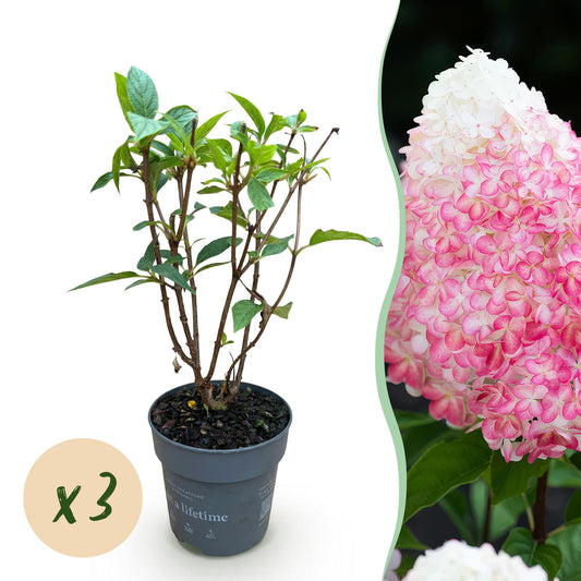Green boutiQ - Gartenpflanze - Hydrangea panniculata Living Pink & Rose - Bauernhortensie - Winterhart - Rosa - 3 Pflanzen - Topf 12cm - Höhe 20-30cm 