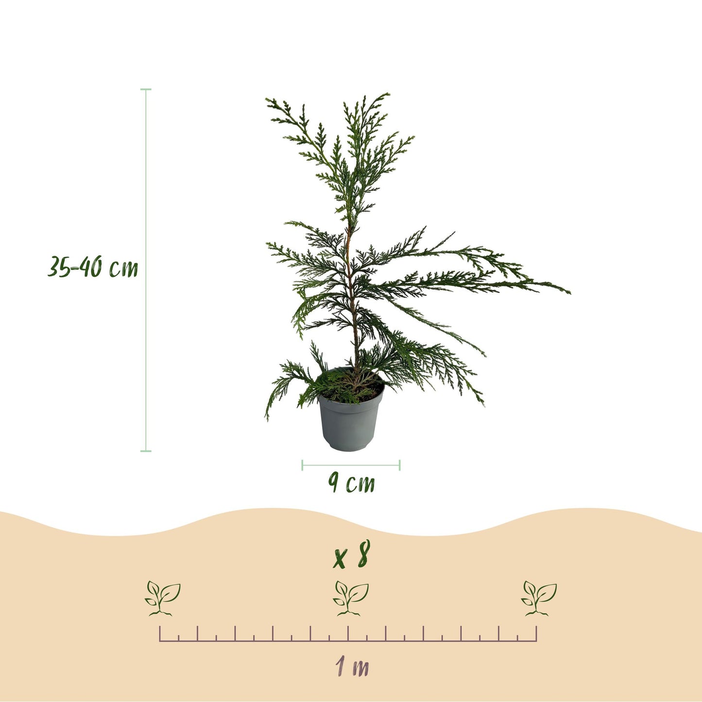 Leyland-Zypresse - Cupressocyparis leylandii - Heckenpflanze - Blatt grün - 8 Pflanzen - 1 laufender Meter - immergrün - Topf 9cm Höhe 35-40cm