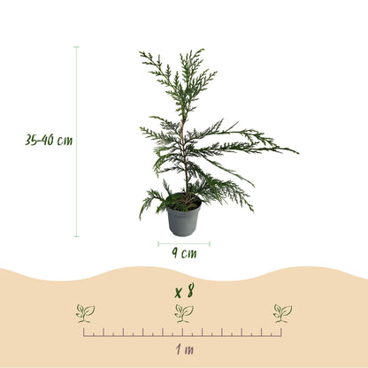 Leyland-Zypresse - Cupressocyparis leylandii - Heckenpflanze - Blatt grün - 8 Pflanzen - 1 laufender Meter - immergrün - Topf 9cm Höhe 35-40cm