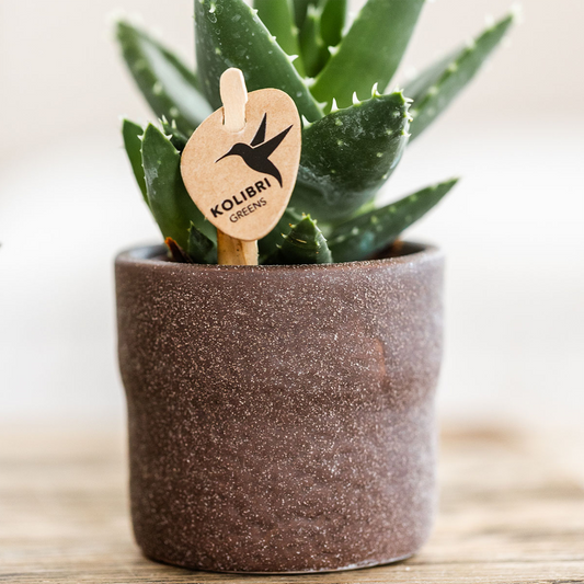 Rustic Zierpflanztopf Braun – Ø6 cm – Mini Blumentopf im Slow-Living-Stil – Pflanzgefäß für kleine Pflanzen & Sukkulenten – Natürlicher Look – Deko-Topf für Innenbereiche 