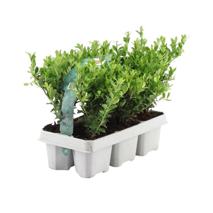 Ilex crenata 'Jenny' – Stechpalme Sträucher – Ø7cm – ↕15cm – 6 Pflanzen – Immergrün, Pflegeleicht & Winterhart – Buchsbaum-Alternative