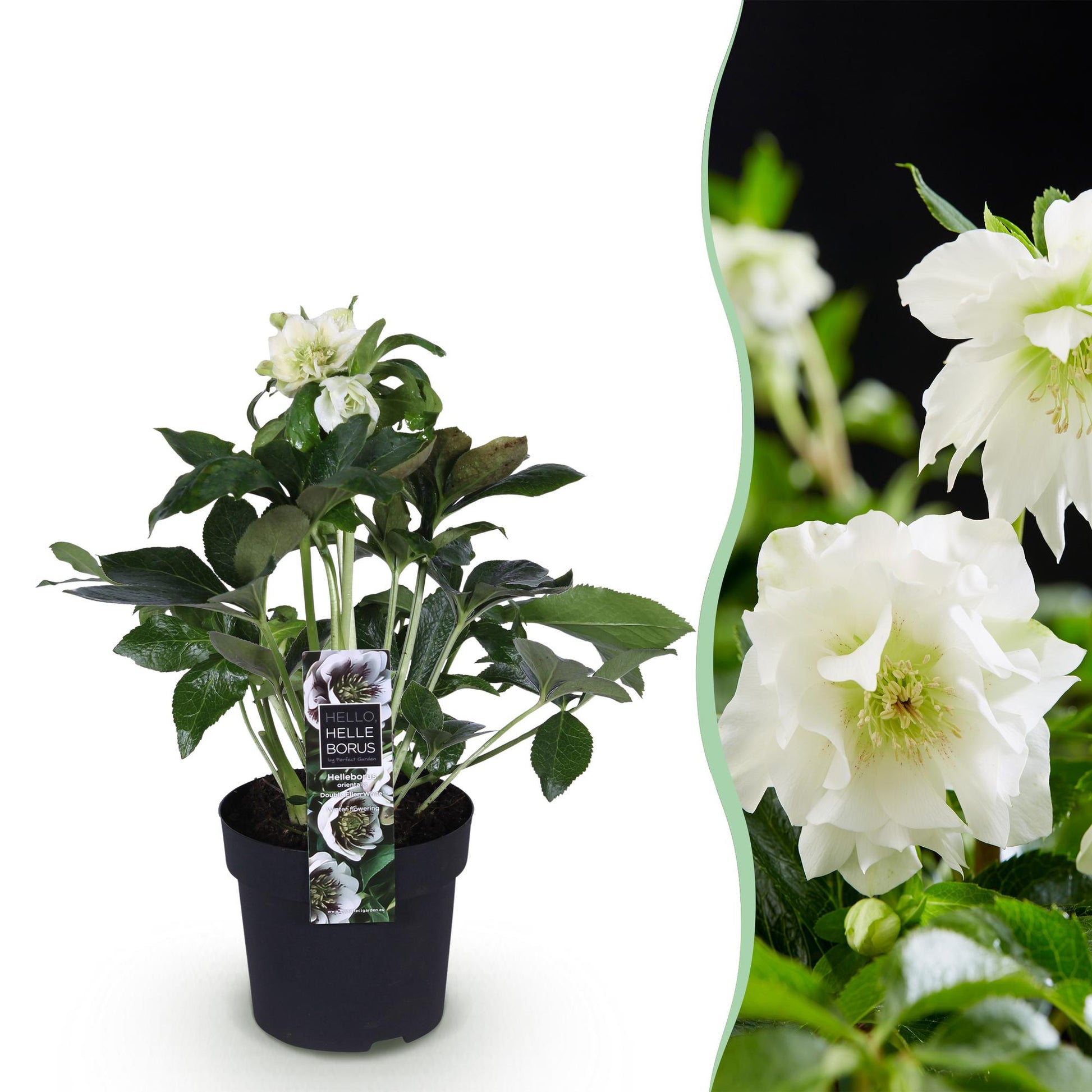 GreenboutiQ - Gartenpflanze - Lenten Rose - Helleborus orientalis Double Ellen White - Weiße Blume - 1 Pflanze - Immergrün - Topf 14cm Höhe 35cm 