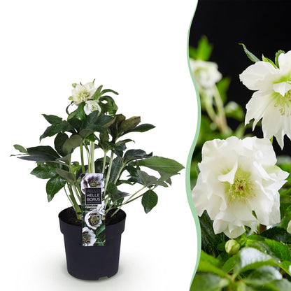 GreenboutiQ - Gartenpflanze - Lenten Rose - Helleborus orientalis Double Ellen White - Weiße Blume - 1 Pflanze - Immergrün - Topf 14cm Höhe 35cm 