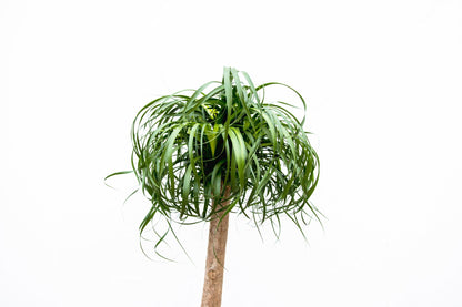 Beaucarnea XXL – ca.180–200cm Zimmerpflanze – Elefantenfuß mit markantem Stamm – Exklusive Großpflanze für Wohnzimmer Büro & Empfangsbereiche