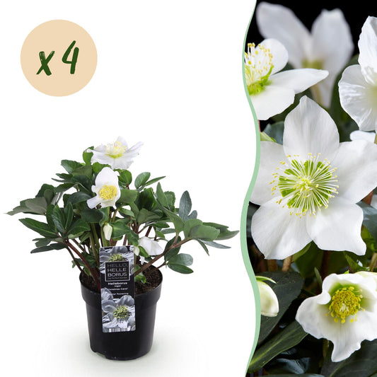 GreenboutiQ - Gartenpflanze - Weihnachtsrose - Helleborus Christmas Carol - Weiße Blüte - 4 Pflanzen - Immergrün - Topf 10,5cm Höhe 25cm 