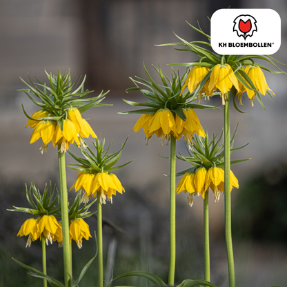 Fritillaria imperialis 'Lutea' – Kaiserkrone – schwefelgelbe Blüten – 5 Blumenzwiebeln – ↕80-100cm – imposanter Frühjahrsblüher 