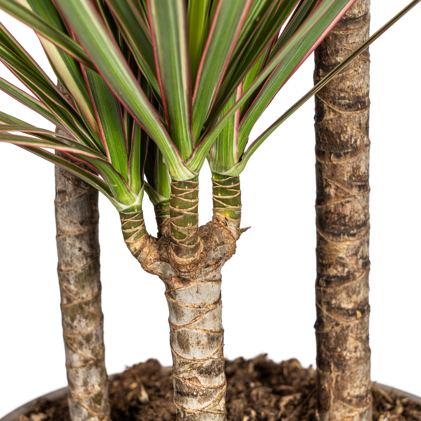 Dracaena Marginata Bicolor mit Korb Ø21cm - ↕110 - 130cm 