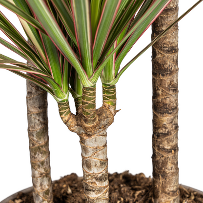 Dracaena Marginata Bicolor mit Korb Ø21cm - ↕110 - 130cm 
