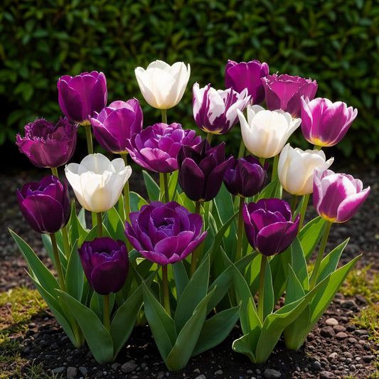 GreenboutiQ - Blumenzwiebeln - Tulp Blueberry mix - Verschiedene Farben - 12 Stück - Zwiebelgröße 11/12 - XXL Pack 