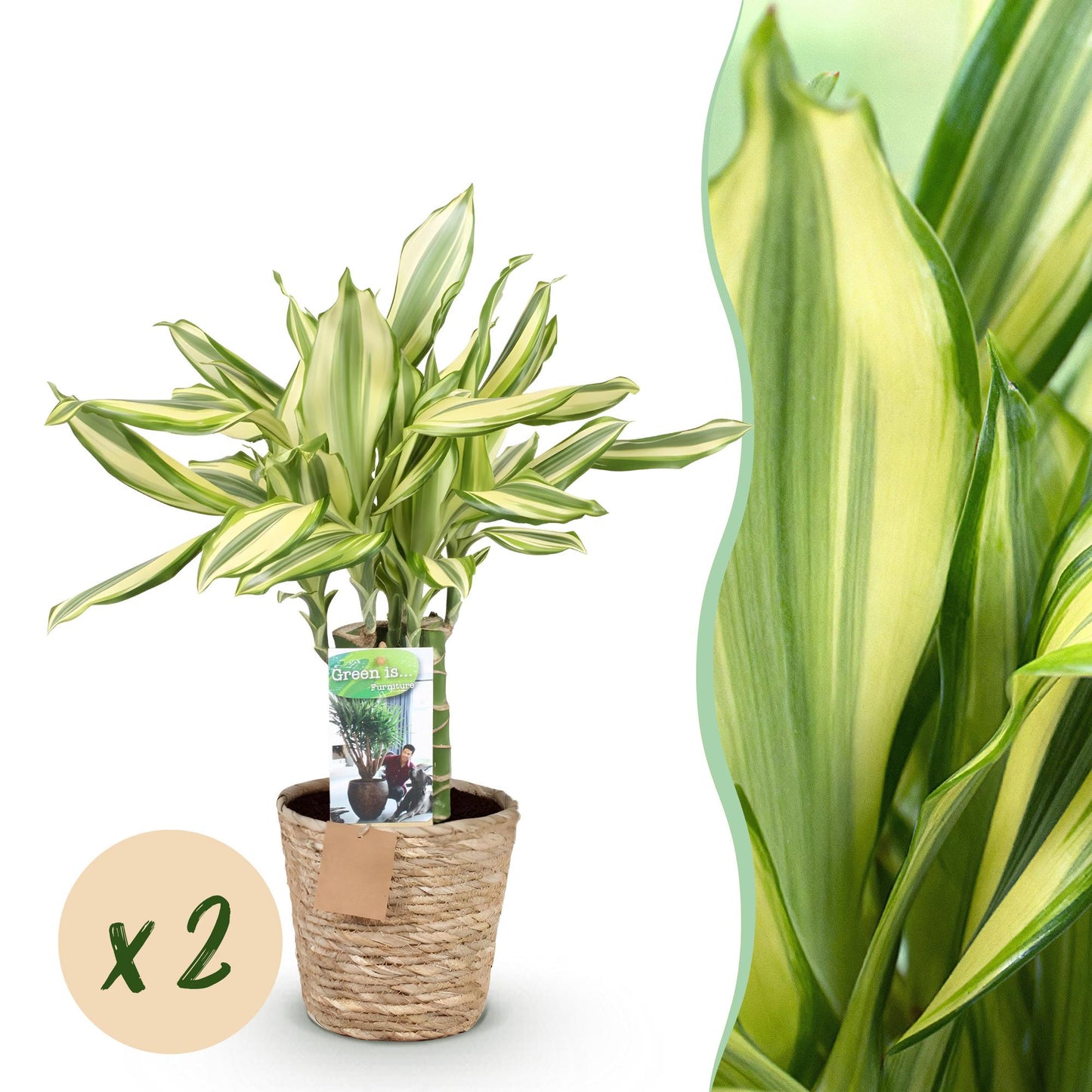 Green boutiQ - Zimmerpflanzen - Dracaena fragrans Diamond Dream - Drachenbaum - Wenig Pflege - mit Korb - Bunt - 2 Pflanzen - Topf 17cm - Höhe 50-55cm 