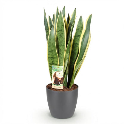 Green boutiQ - Zimmerpflanzen - Sansevieria Laurentii - Schwiegermutterzunge - Pflegeleicht - Grün - Gelb - 1 Pflanze - mit Potter Grau - Topf 21cm - Höhe 70-80cm 