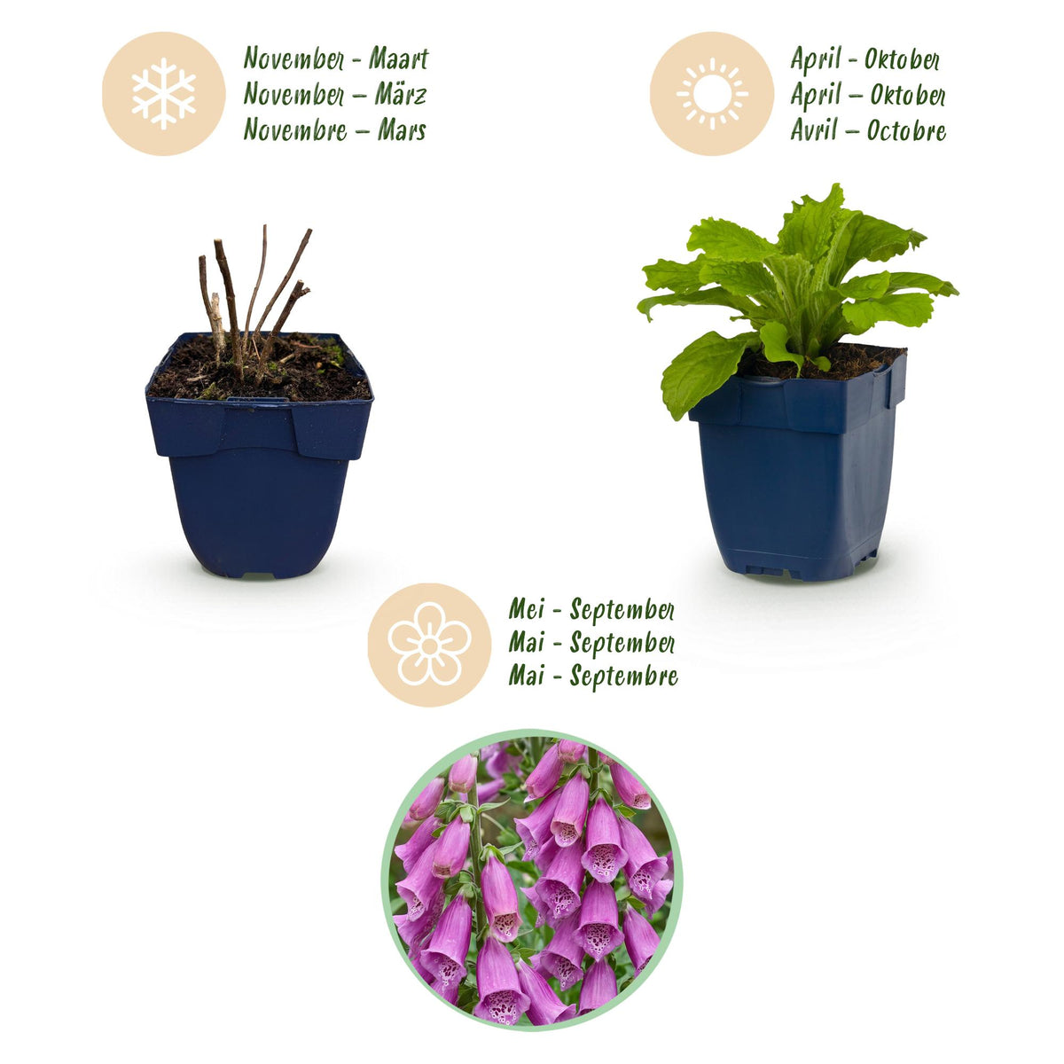 Fingerhut 'Dalmatian Purple' – Digitalis purpurea 'Dalmatian Purple' – 6 Pflanzen – Topf Ø11cm – Bienenfreundliche Staude für Garten & Balkon