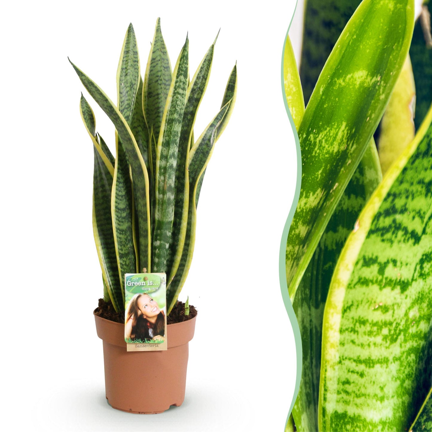Green boutiQ - Zimmerpflanzen - Sansevieria Laurentii - Schwiegermutterzunge - Wenig Pflege - Grün - Gelb - 1 Pflanze - Topf 17cm - Höhe 60-70cm 