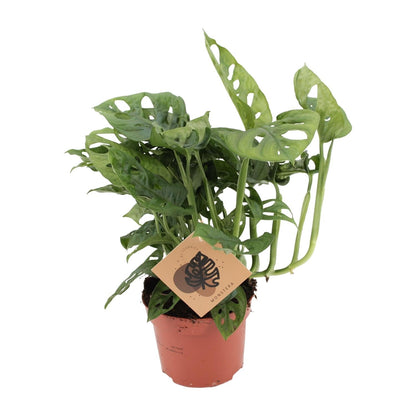 Fensterblatt – Monstera Monkey Leaf – Zimmerpflanze – Ø12cm – ↕30cm – Pflegeleicht & luftreinigend – Tropische Blattschönheit mit typischen Blattlöchern 
