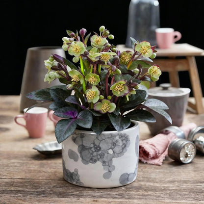 GreenboutiQ - Gartenpflanze - Lenzrose - Helleborus lividus Purple Marble - Violette Blüte - 1 Pflanze - Immergrün - Topf 14cm Höhe 35cm 