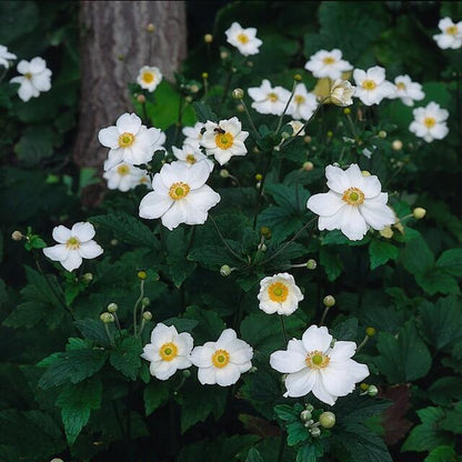 Anemone hyb. 'Honorine Jobert' – 24 Pflanzen – ↕10-25cm – Ø9cm – Herbstanemone – Weiße Blüten – Sonne & Halbschatten – Pflegeleicht – Beete & Schnittblume