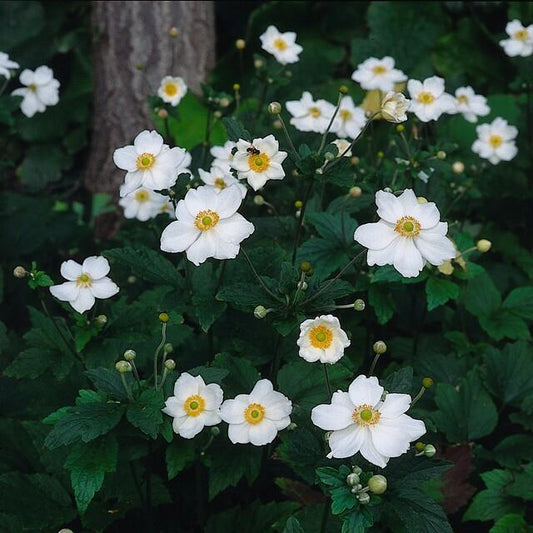 Anemone hyb. 'Honorine Jobert' – 24 Pflanzen – ↕10-25cm – Ø9cm – Herbstanemone – Weiße Blüten – Sonne & Halbschatten – Pflegeleicht – Beete & Schnittblume