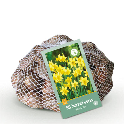 GreenboutiQ - Blumenzwiebeln - Narcis Tete-A-Tete - Farbe Gelb - 50 Stück - Zwiebelgröße 10/12 
