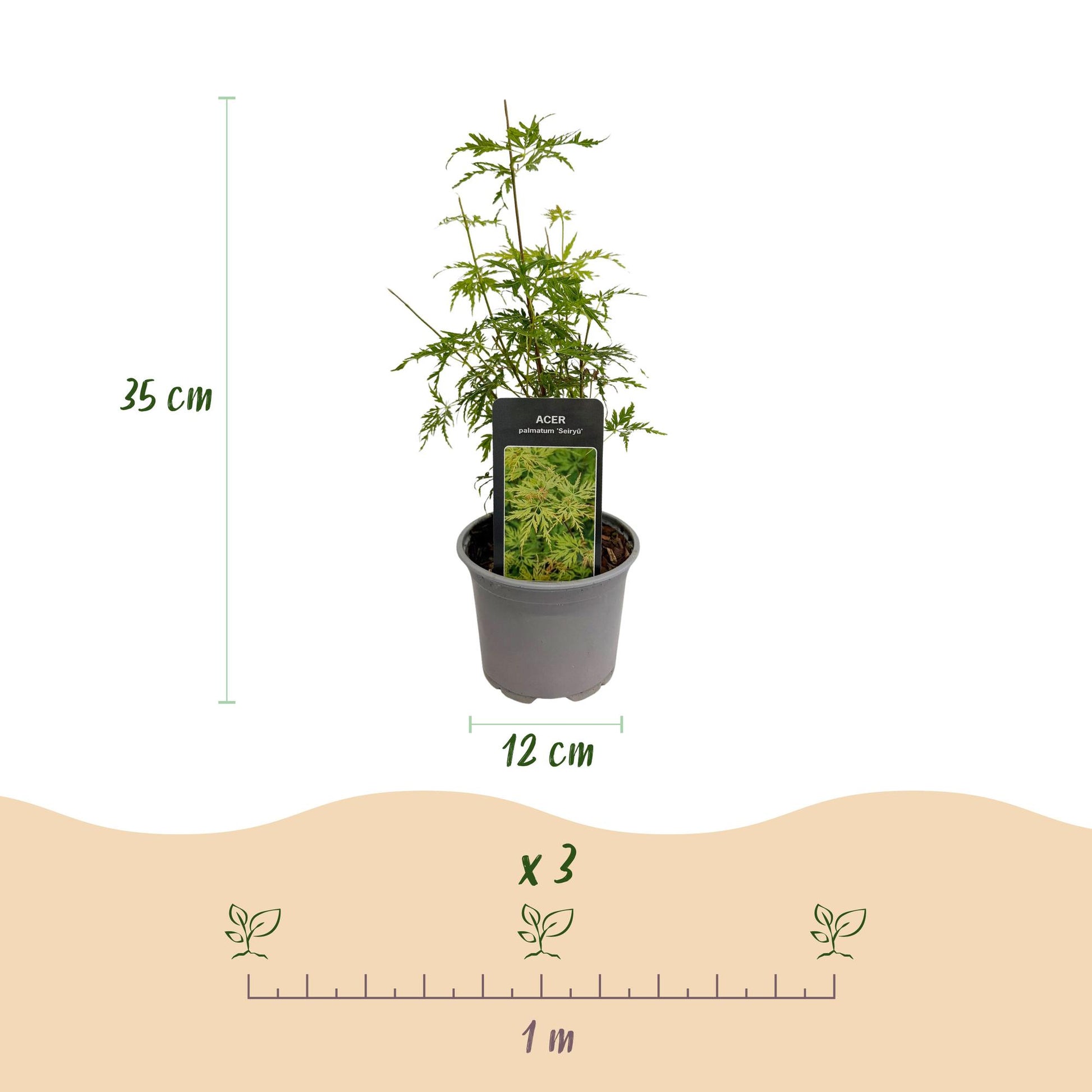 GreenboutiQ - Gartenpflanze - Acer palmatum Seiryu - Grün 1 Pflanze - Laubabwerfend - Wenig Pflege - Topf 12cm Höhe 35cm 
