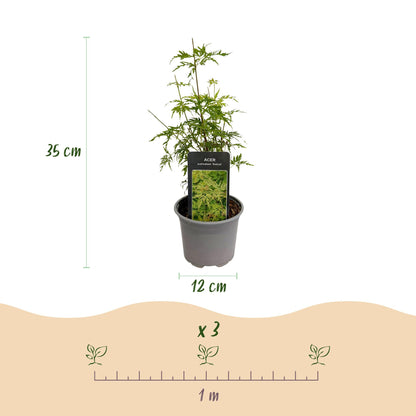 GreenboutiQ - Gartenpflanze - Acer palmatum Seiryu - Grün 1 Pflanze - Laubabwerfend - Wenig Pflege - Topf 12cm Höhe 35cm 