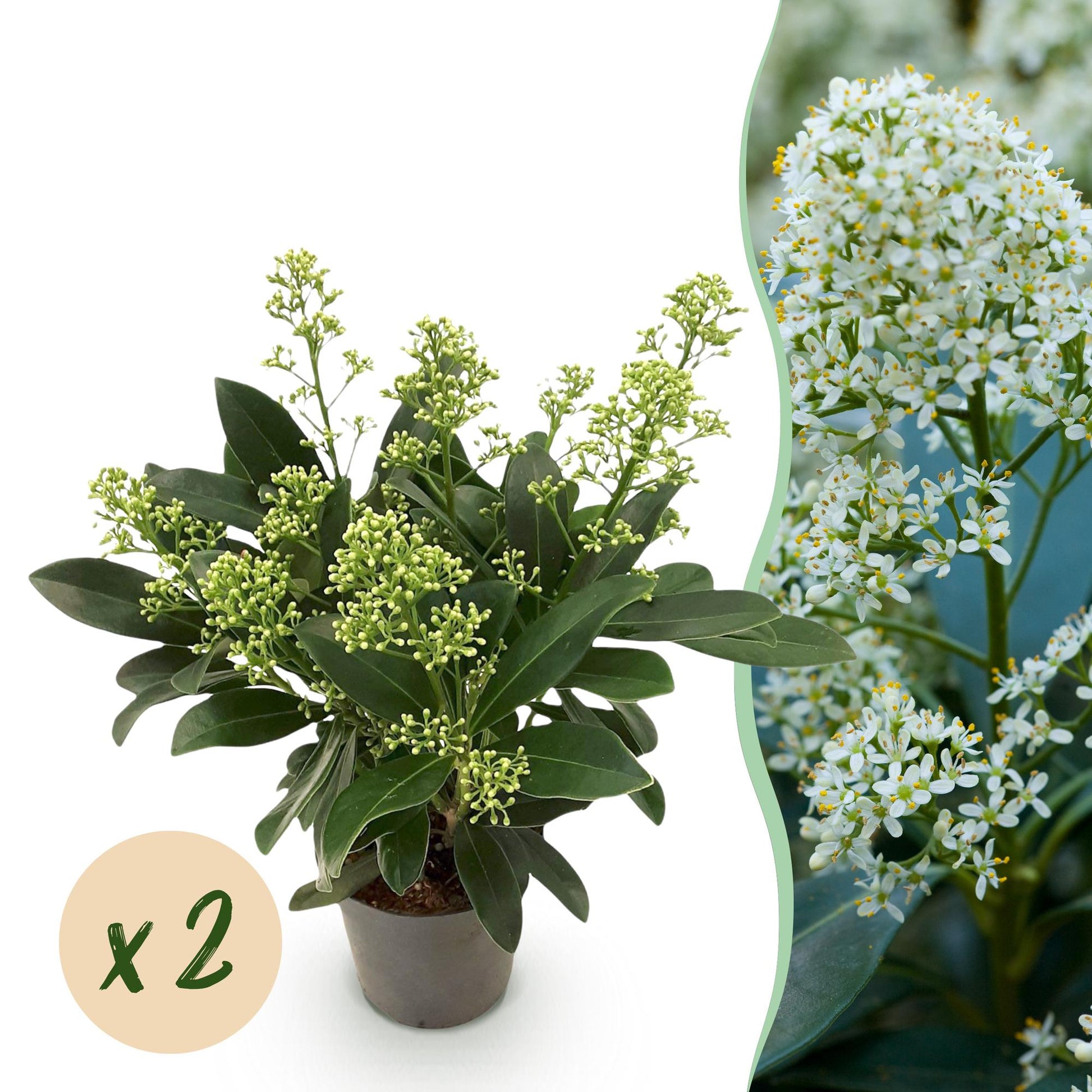 GreenboutiQ - Terrassenpflanze - Skimmia japonica Finchy - Blüte Weiß - 10+ Blüten - 2 Pflanzen - Winterhart - Topf 10,5cm Höhe 25cm 