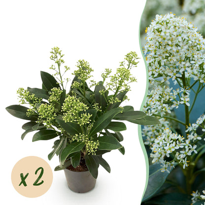 GreenboutiQ - Terrassenpflanze - Skimmia japonica Finchy - Blüte Weiß - 10+ Blüten - 2 Pflanzen - Winterhart - Topf 10,5cm Höhe 25cm 