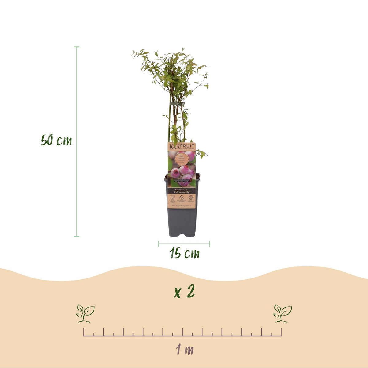 Green boutiQ - Fruit plant - Vaccinium cor. Pink Lemonade - Pink Blueberry - Winter-hardy - Pink Berry - 2 Plants - Pot 15cm - Height 50cm 