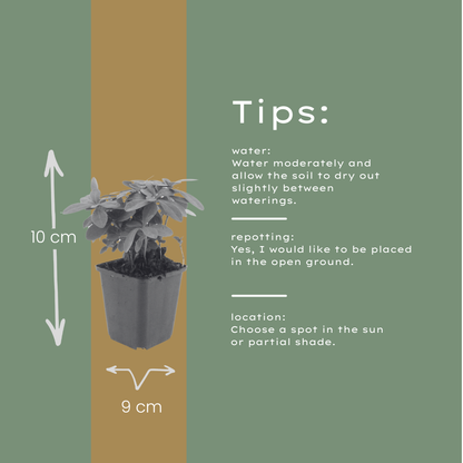 Euphorbia amygdaloides Robbiae – 6 Pflanzen Ø9cm – Höhe10-25cm – Immergrüner Bodendecker für Schatten & Halbschatten – Gelbgrüne Blüten im Frühjahr – Winterhart pflegeleicht