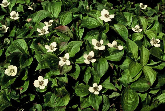 Cornus canadensis – Kanadische Teppich-Hartriegel – 24 Pflanzen – Bodendecker mit weißen Blüten – Ø9cm – ↕10–25cm – Für Schatten & Halbschatten – Winterhart 