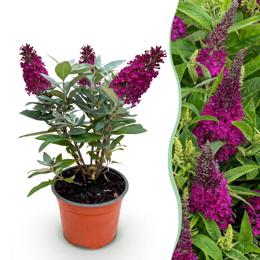 Green boutiQ - Gartenpflanze - Buddleja davidii Butterfly Candy Little Ruby - Schmetterlingsstrauch - Kompakt - Rot - 1 Pflanze - Topf 12cm - Höhe 20-25cm 