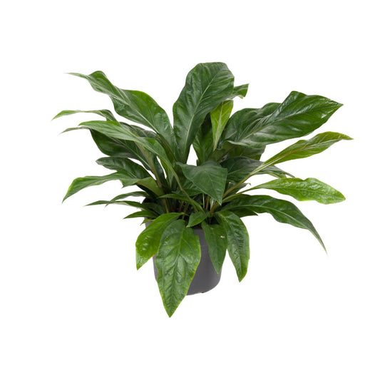 Flamingoblume - Anthurium Jungle Bush - Zimmerpflanze - Ø30cm - ↕70cm