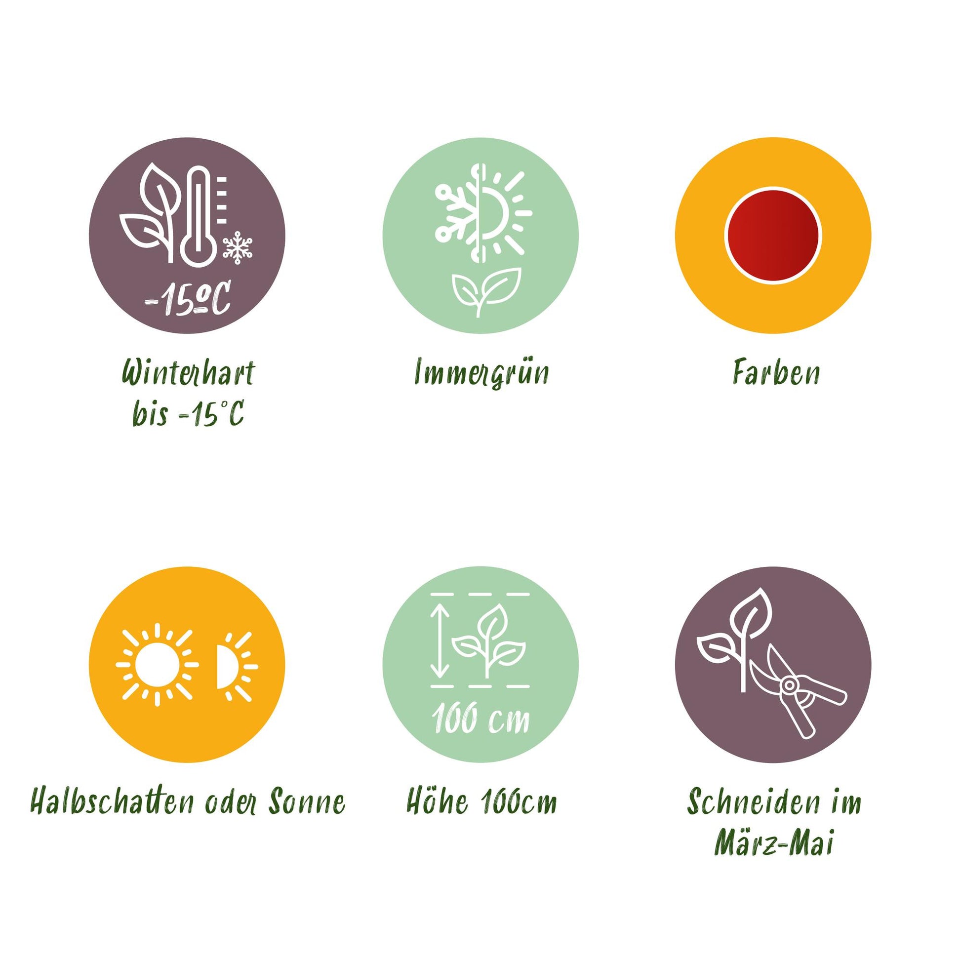 GreenboutiQ - Gartenpflanze - Nandina Blush Pink - Dunkelrosa - 1 Pflanze - Immergrün - Wenig Pflege - Topf 17cm Höhe 40cm 