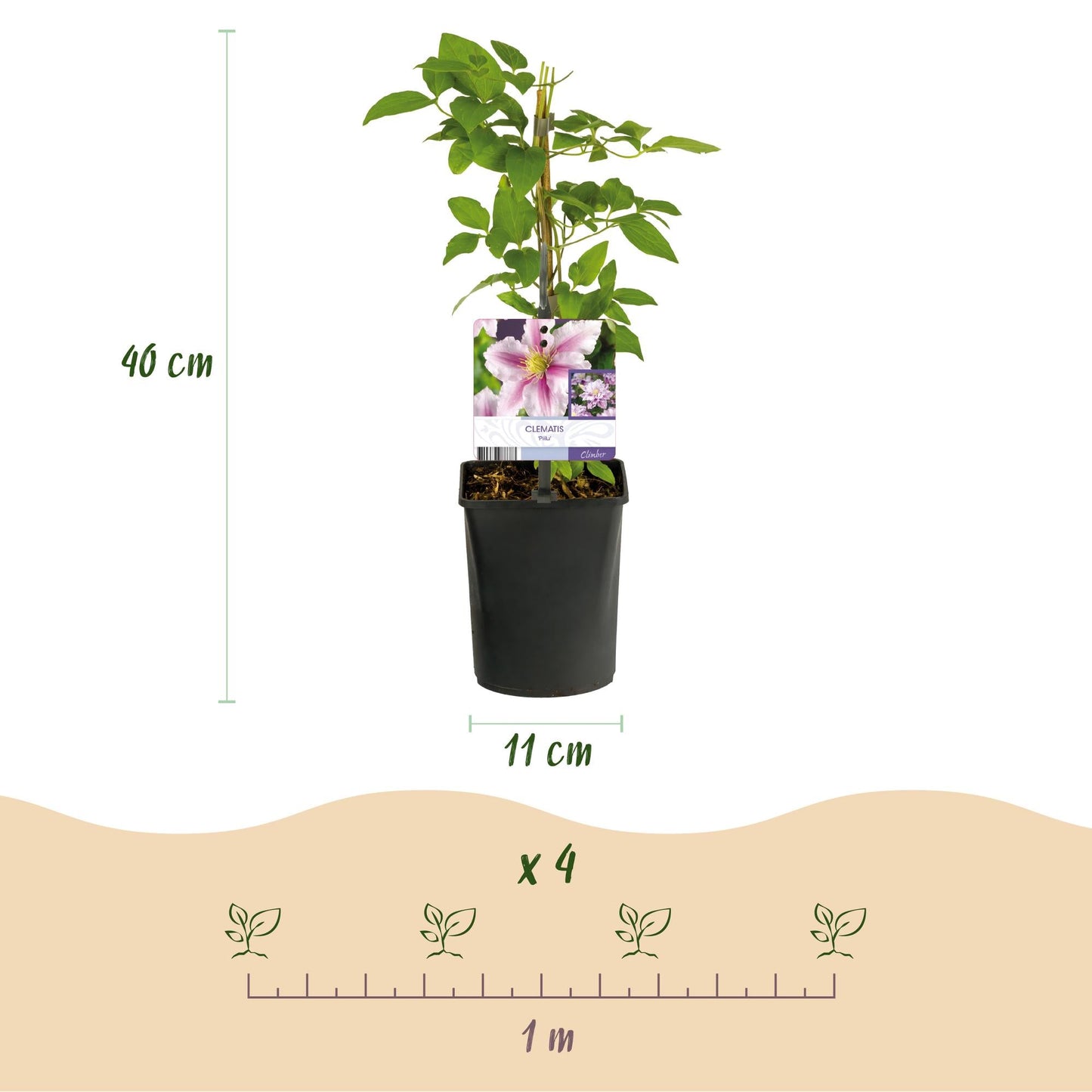 Kletterpflanze – Clematis Piilu – Rosa Blüten – 2 Pflanzen – 11cm – Höhe 40cm – Blüte Mai–September – Pflegeleicht & bienenfreundlich 