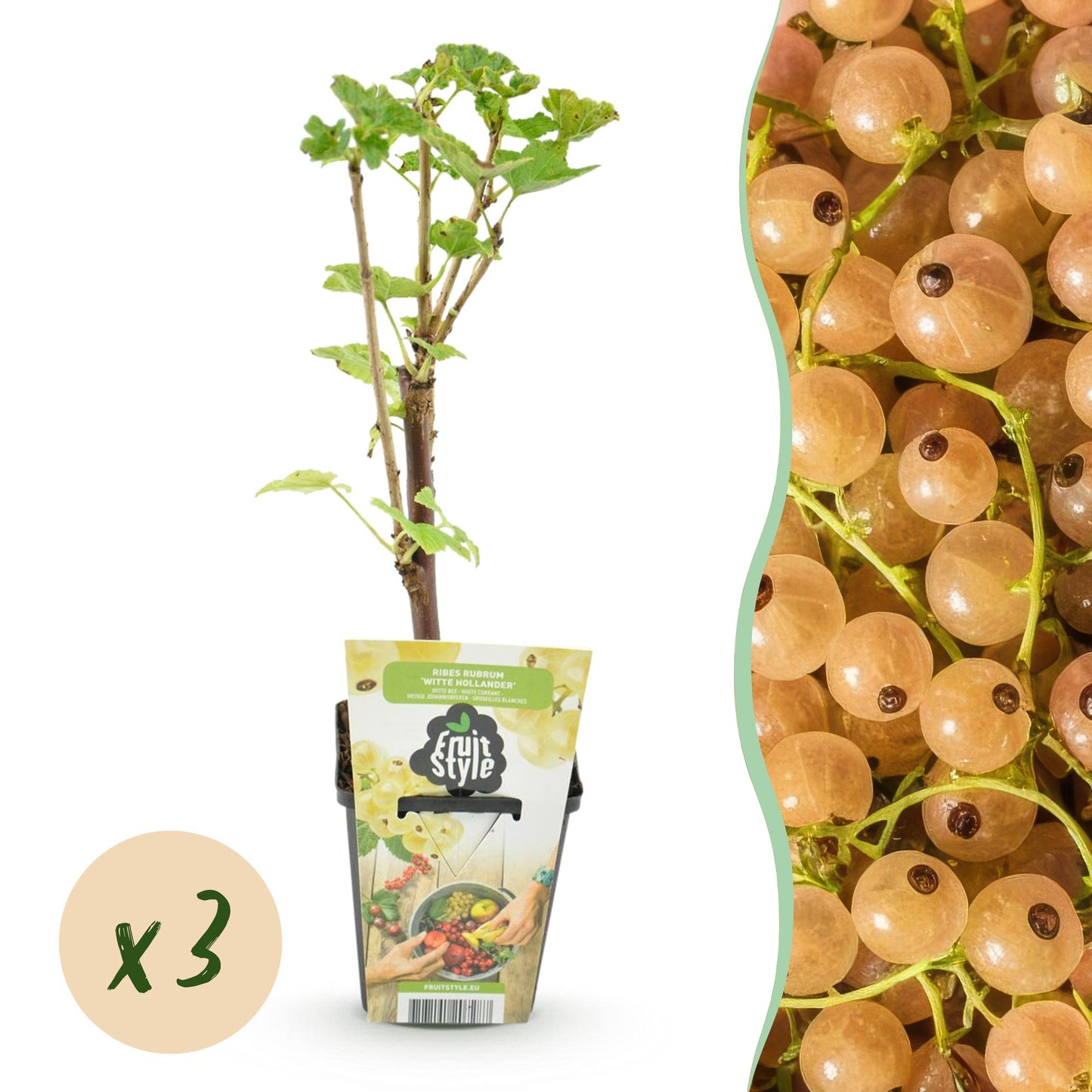 Weiße Johannisbeere Ribes rubrum Witte Hollander winterhart 3 Pflanzen Ø9cm Höhe30cm – Aromatische helle Beeren für Garten Beet Balkon & Terrasse 