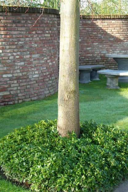 Pachysandra terminalis – 24 Pflanzen – ↕10-25cm – Ø9cm – Immergrün – Bodendecker – Schatten – Pflegeleicht – Japanischer Ysander