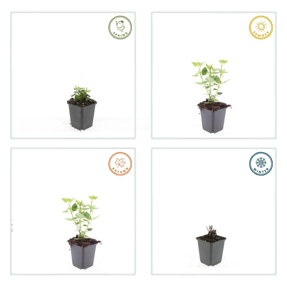 Asiatische Duftnessel – Agastache 'Blue Fortune' – ↕10-25cm – Ø9cm – 6 Pflanzen – Lavendelblaue Blüten – Schmetterlings- & bienenfreundlich – Sonniger Standort