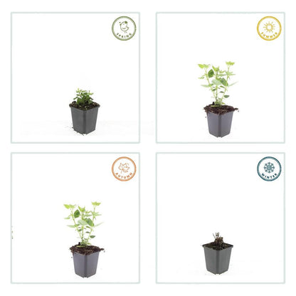 Asiatische Duftnessel – Agastache 'Blue Fortune' – ↕10-25cm – Ø9cm – 6 Pflanzen – Lavendelblaue Blüten – Schmetterlings- & bienenfreundlich – Sonniger Standort