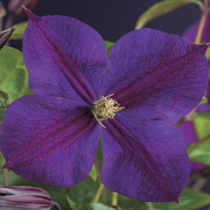 Kletterpflanze - Clematis Star of India - Blüte Rosa - Pflegeleicht - 2 Pflanzen - Topf 11cm Höhe 40cm