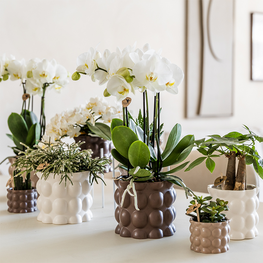 Kolibri Company | Kombi‑Deal | Cotton Sand Übertopf‑Set – 6 cm + 9 cm + 12 cm 