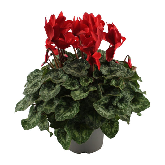 Alpenveilchen Rot – Cyclamen Pflanze – Ø17cm – ↕40cm – Blühende Zimmerpflanze mit dekorativen herzförmigen Blättern – Farbakzent für Wohnzimmer & Büro 
