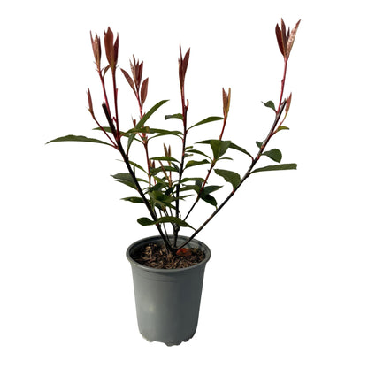 Glanzmispel - Photinia fraseri Carre Rouge - Heckenpflanzen - Rot Grünes Blatt - 8 Pflanzen - 1 laufender Meter - immergrün - Topf 9cm Höhe 30-35cm